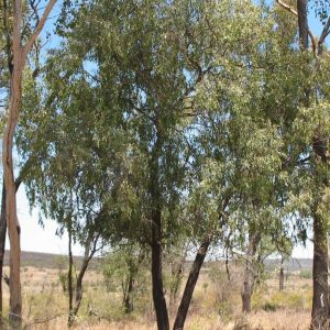 Sandalwood Northern Australian (Lanceolatum) Oil