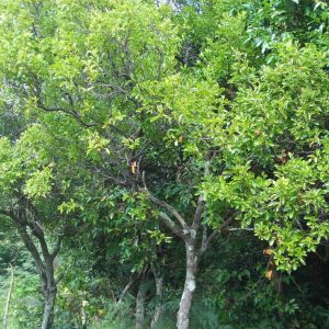 Sandalwood Austrocaledonicum Oil